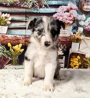 Clara, a female Border Collie for sale in Avilla, IN – Photo 3 of 10