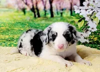 John, a male Border Collie for sale in Avilla, IN – Photo 2 of 10