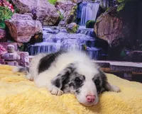 John, a male Border Collie for sale in Avilla, IN – Photo 6 of 10