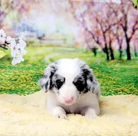 John, a male Border Collie for sale in Avilla, IN – Photo 3 of 10