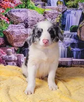 John, a male Border Collie for sale in Avilla, IN – Photo 9 of 10