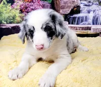 John, a male Border Collie for sale in Avilla, IN – Photo 8 of 10