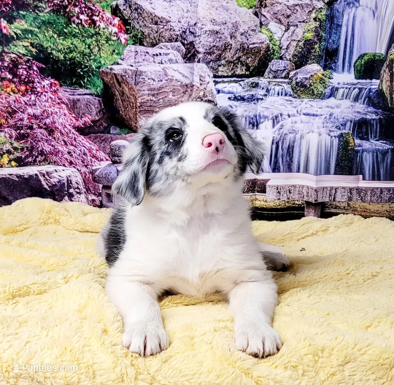 John, a male Border Collie for sale in Avilla, IN – Photo 1 of 10