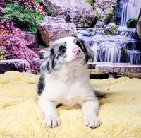 John, a male Border Collie for sale in Avilla, IN – Photo 1 of 10