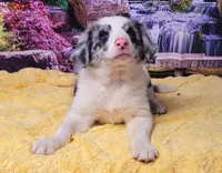 John, a male Border Collie for sale in Avilla, IN – Photo 7 of 10