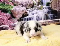 John, a male Border Collie for sale in Avilla, IN – Photo 5 of 10