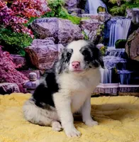John, a male Border Collie for sale in Avilla, IN – Photo 10 of 10