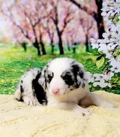 John, a male Border Collie for sale in Avilla, IN – Photo 4 of 10