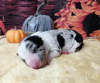 Blue Cheese, a male Border Collie for sale in Avilla, IN – Photo 1 of 7