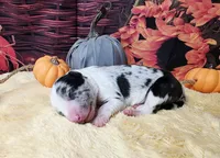 Blue Cheese, a male Border Collie for sale in Avilla, IN – Photo 5 of 7