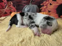 Blue Cheese, a male Border Collie for sale in Avilla, IN – Photo 6 of 7