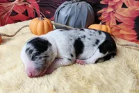 Blue Cheese, a male Border Collie for sale in Avilla, IN – Photo 2 of 7