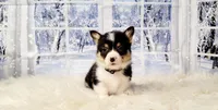 Mike, a male Pembroke Welsh Corgi for sale in Avilla, IN – Photo 10 of 10