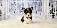 Mike, a male Pembroke Welsh Corgi for sale in Avilla, IN – Photo 9 of 10