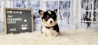Mike, a male Pembroke Welsh Corgi for sale in Avilla, IN – Photo 5 of 10