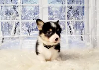 Mike, a male Pembroke Welsh Corgi for sale in Avilla, IN – Photo 8 of 10
