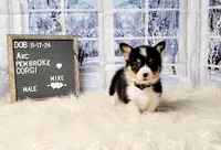 Mike, a male Pembroke Welsh Corgi for sale in Avilla, IN – Photo 3 of 10