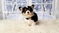 Mike, a male Pembroke Welsh Corgi for sale in Avilla, IN – Photo 1 of 10