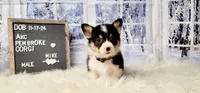 Mike, a male Pembroke Welsh Corgi for sale in Avilla, IN – Photo 2 of 10