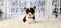 Mike, a male Pembroke Welsh Corgi for sale in Avilla, IN – Photo 7 of 10