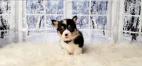 Mike, a male Pembroke Welsh Corgi for sale in Avilla, IN – Photo 4 of 10