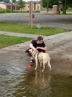 raegan, a male Border Collie for sale in Avilla, IN – Photo 8 of 8
