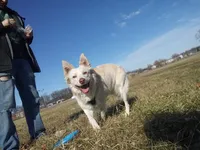 raegan, a male Border Collie for sale in Avilla, IN – Photo 7 of 8