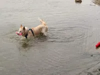 raegan, a male Border Collie for sale in Avilla, IN – Photo 6 of 8
