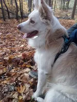 raegan, a male Border Collie for sale in Avilla, IN – Photo 3 of 8