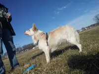 raegan, a male Border Collie for sale in Avilla, IN – Photo 4 of 8
