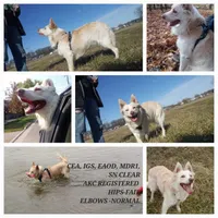 raegan, a male Border Collie for sale in Avilla, IN – Photo 1 of 8