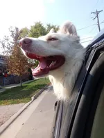 raegan, a male Border Collie for sale in Avilla, IN – Photo 2 of 8