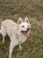 raegan, a male Border Collie for sale in Avilla, IN – Photo 5 of 8