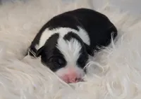 Rose, a female Border Collie for sale in Avilla, IN – Photo 6 of 6