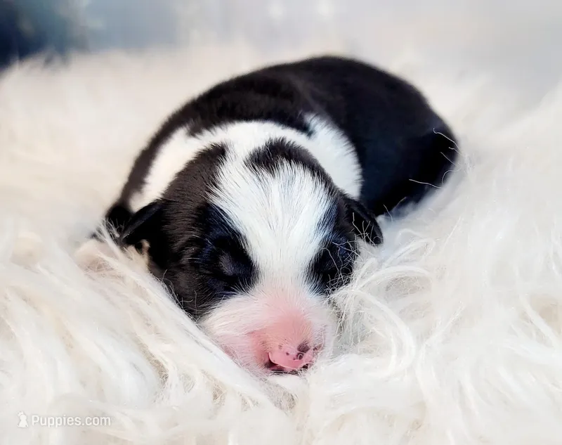 Rose, a female Border Collie for sale in Avilla, IN – Photo 1 of 6