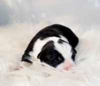 Rose, a female Border Collie for sale in Avilla, IN – Photo 2 of 6