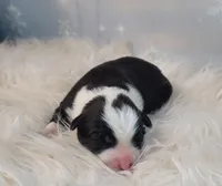 Rose, a female Border Collie for sale in Avilla, IN – Photo 5 of 6