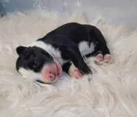 Rose, a female Border Collie for sale in Avilla, IN – Photo 4 of 6