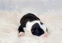 Rose, a female Border Collie for sale in Avilla, IN – Photo 3 of 6