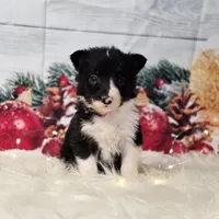 Brie, a female Border Collie for sale in Avilla, IN – Photo 3 of 7