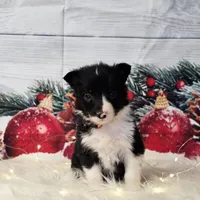 Brie, a female Border Collie for sale in Avilla, IN – Photo 6 of 7