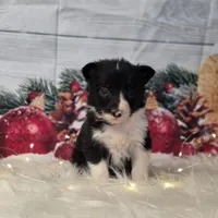 Brie, a female Border Collie for sale in Avilla, IN – Photo 5 of 7