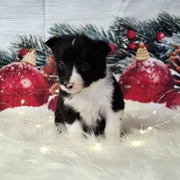 Brie, a female Border Collie for sale in Avilla, IN – Photo 1 of 7