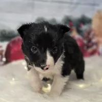 Brie, a female Border Collie for sale in Avilla, IN – Photo 7 of 7