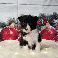 Brie, a female Border Collie for sale in Avilla, IN – Photo 2 of 7