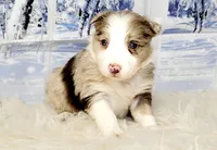 Winter, a female Border Collie for sale in Avilla, IN – Photo 5 of 6