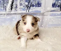 Winter, a female Border Collie for sale in Avilla, IN – Photo 2 of 6