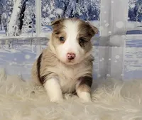 Winter, a female Border Collie for sale in Avilla, IN – Photo 6 of 6