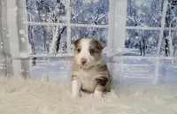 Winter, a female Border Collie for sale in Avilla, IN – Photo 4 of 6