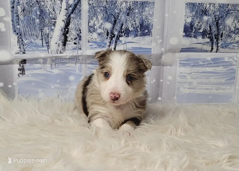 Winter, a female Border Collie for sale in Avilla, IN – Photo 1 of 6